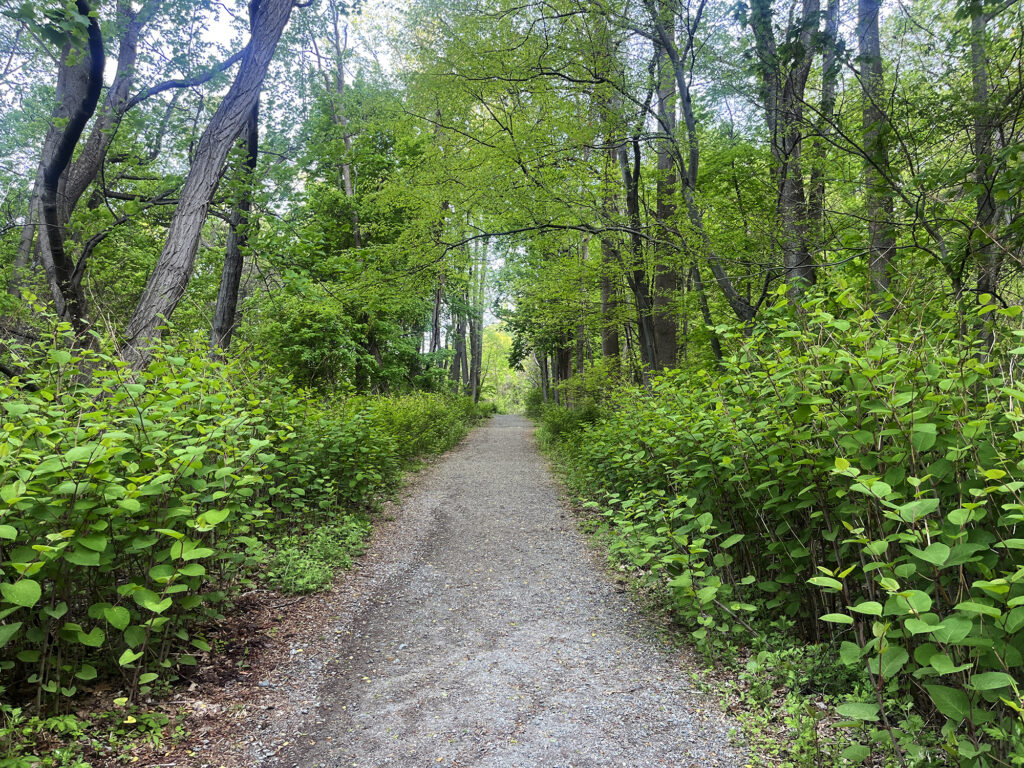 Lush thicket along the start of the Washburn Trail.