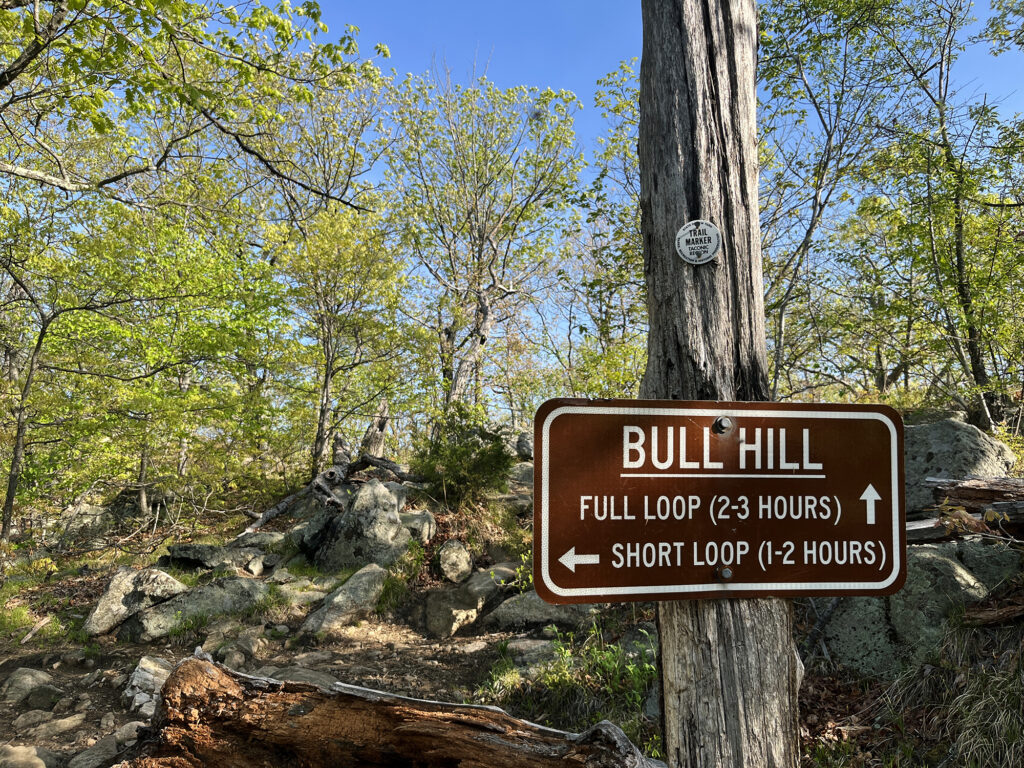 Roughly 1000 vertical feet into the hike, you can choose between reaching the mountain's wooded summit, or cutting off onto a shorter loop hike.