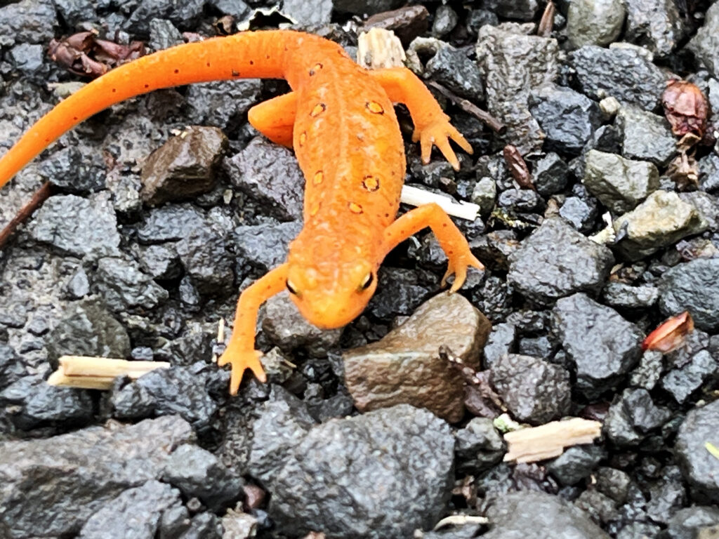 A bright orange newt enjoying the moist spring weather.