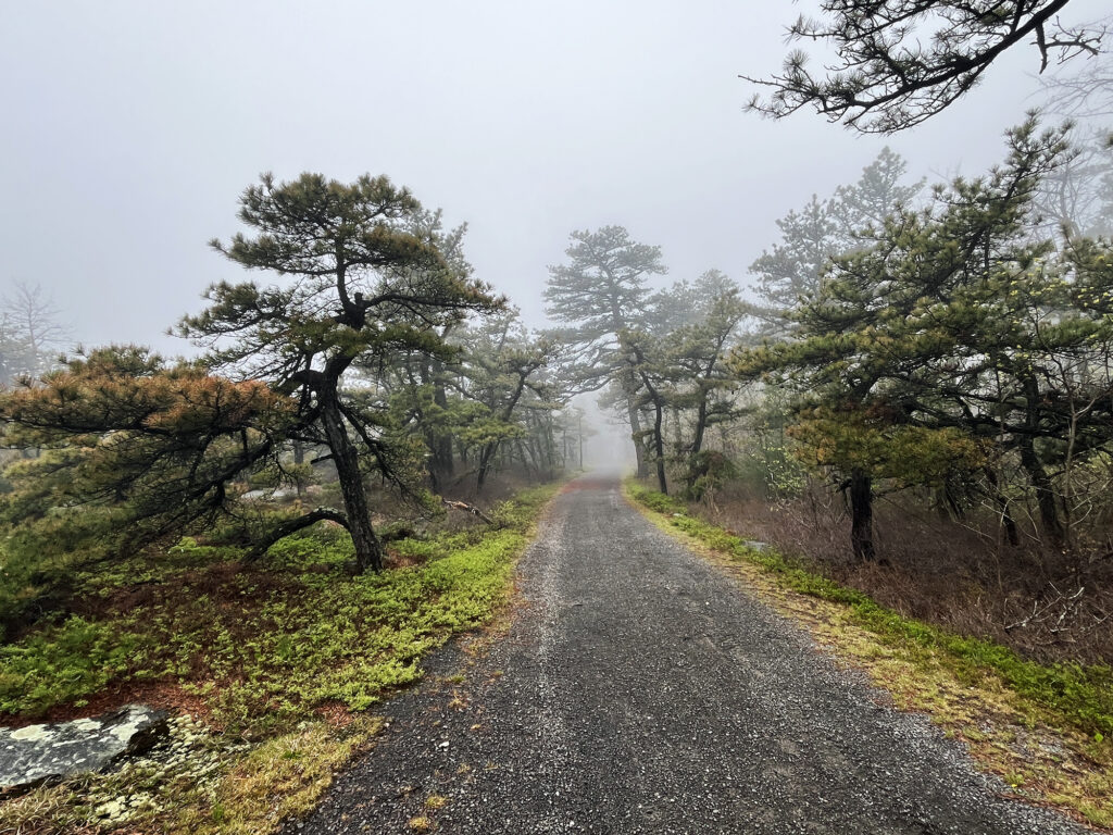 Stunted trees along the Castle Point carriage path.