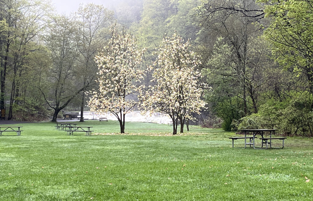 A grassy meadow with picnic tables at the trailhead.