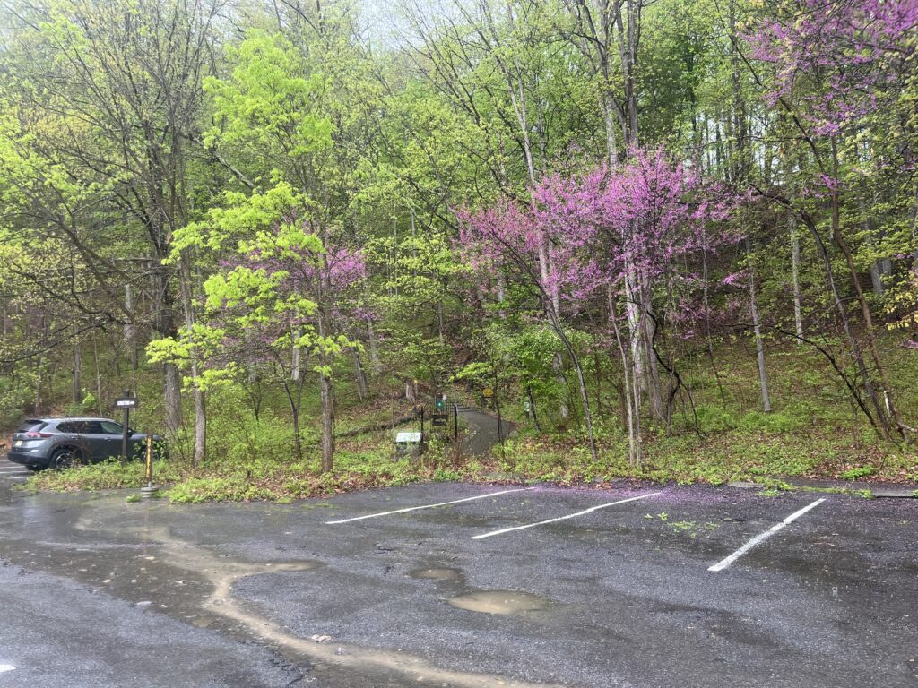 Eastern Redbuds in full bloom at Robert H Treman State Park in early May.