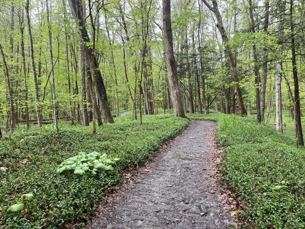The trail approaches the lower gorge through stands of eastern hardwoods.